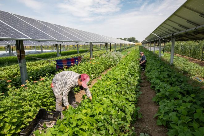 丨农业光伏—行则用之弗则藏之k8凯发国国际入口双碳研究